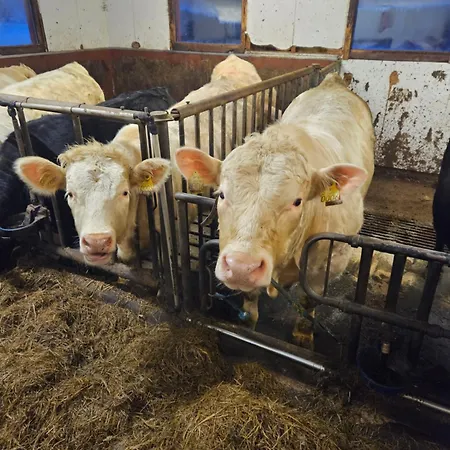 Gardsidyll I Flotte Omgivelser *