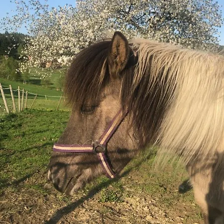 Gardsidyll I Flotte Omgivelser *