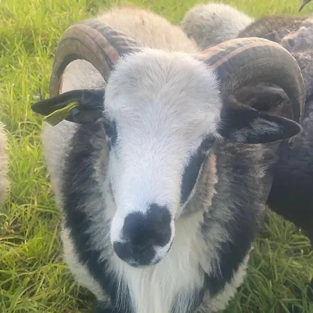 Gardsidyll I Flotte Omgivelser Apartament *